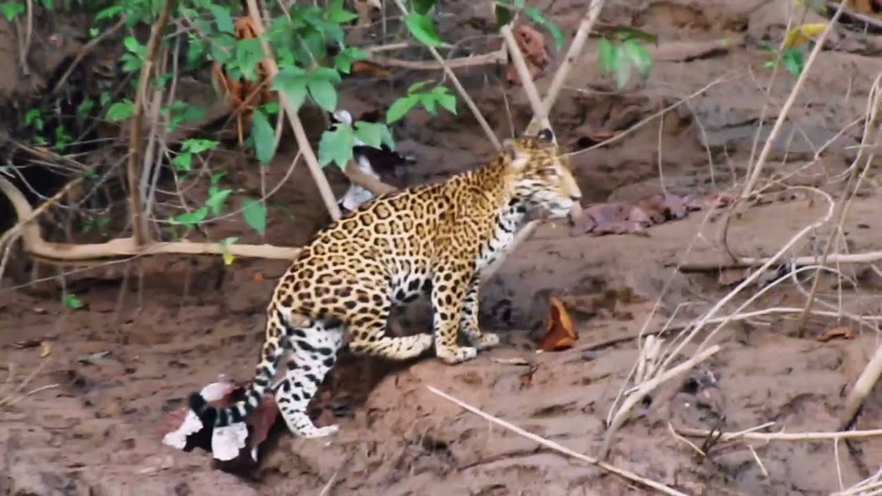 Journey into the Wild: Jaguars of Tambopata | Travel to the Peruvian Jungle