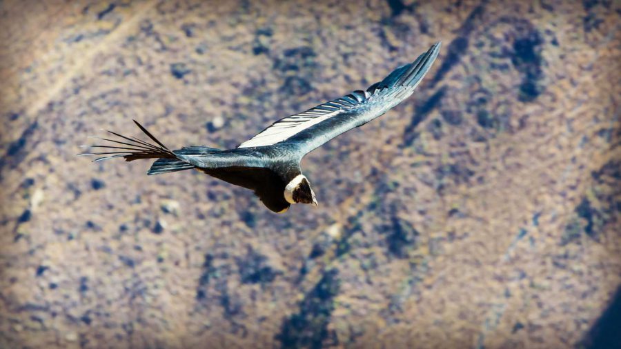 Soaring condor on the Colca Canyon Trek