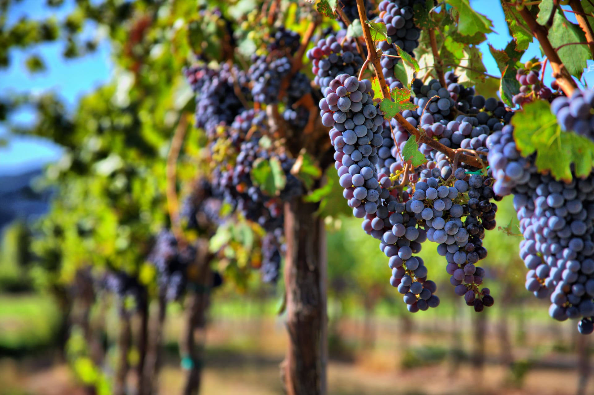 wine trips in Cafayate , Argentina