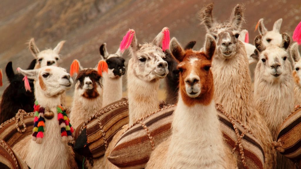 llama caravan trek in Peru