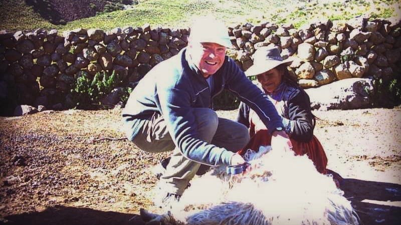 shearing alpacas in Colca Valley