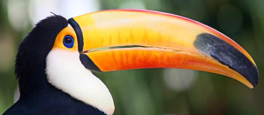 Amazon jungle - Toucan in the jungle