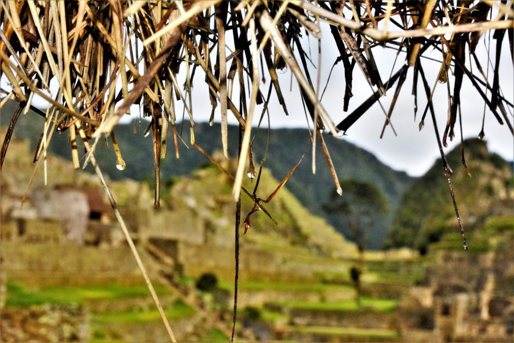 Machu Picchu information - Hanging grass with Machu Picchu behind.