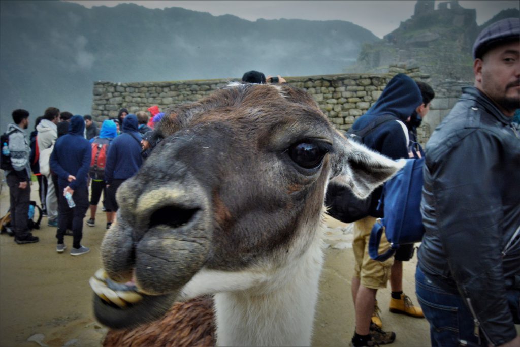 Machu Picchu information - Meet llamas at Machu Picchu