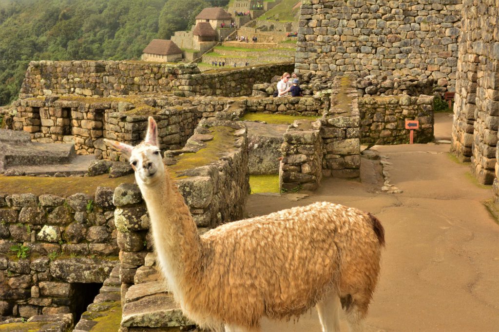 Machu Picchu information - Llama at Machu Picchu.