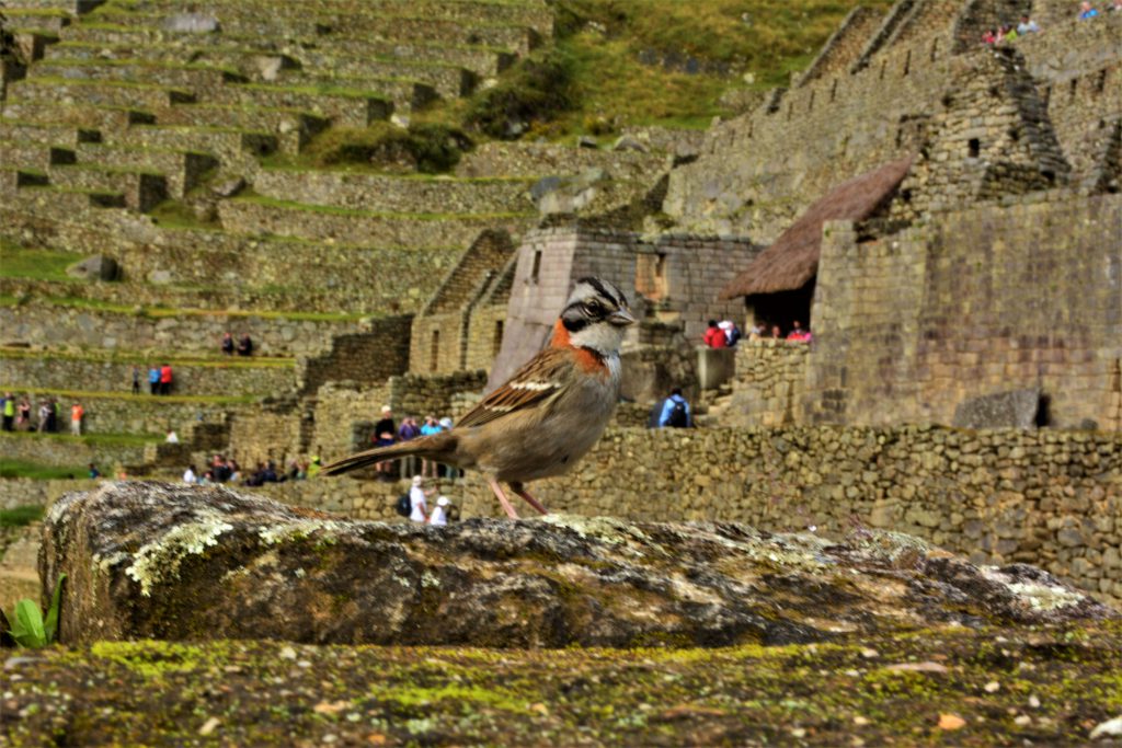 Visiting Machu Picchu