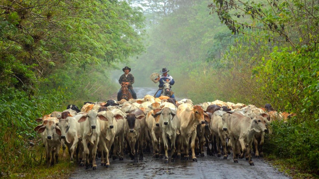 Ecuador Cruise Train - Andean farmers with a herd of cattle.