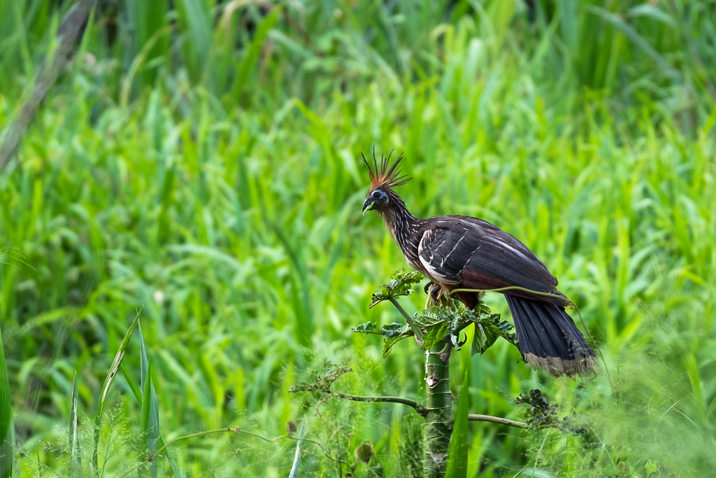 Ecuador vacation - crested Amazon bird, the hoatzin.