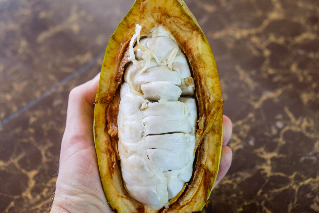 Hand holding a cacao fruit that has been cut in half. 