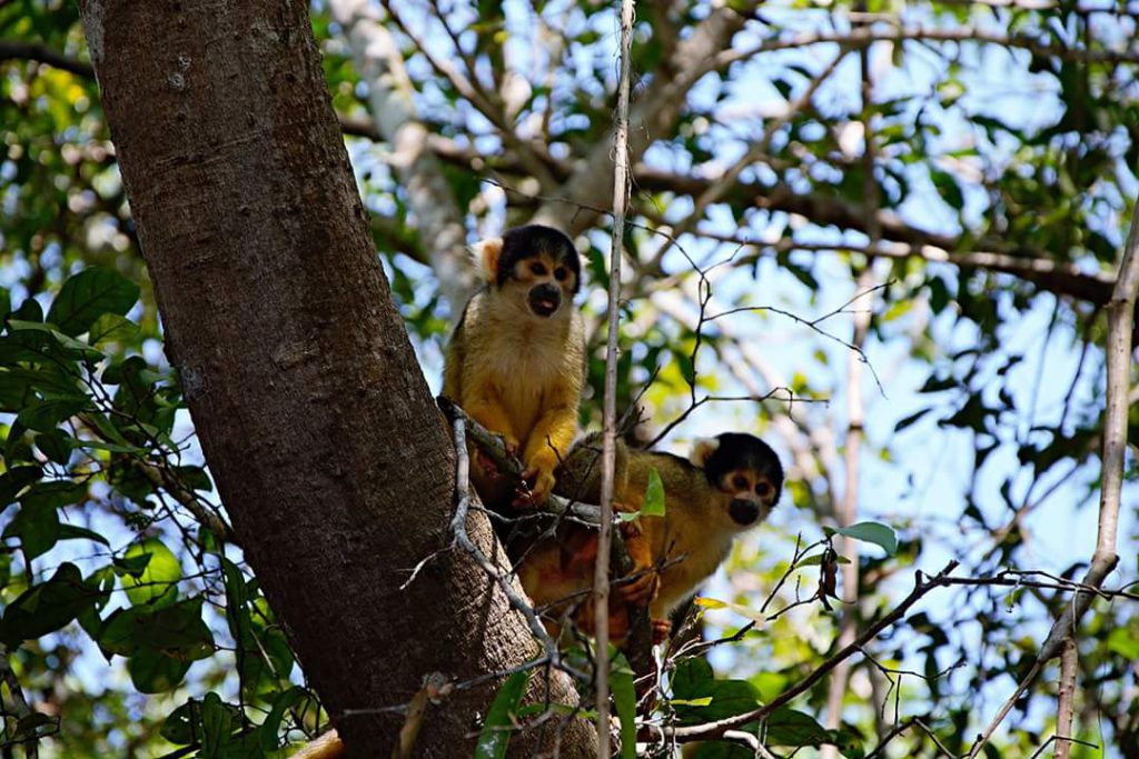 Bolivia travel guide Madidi National Park