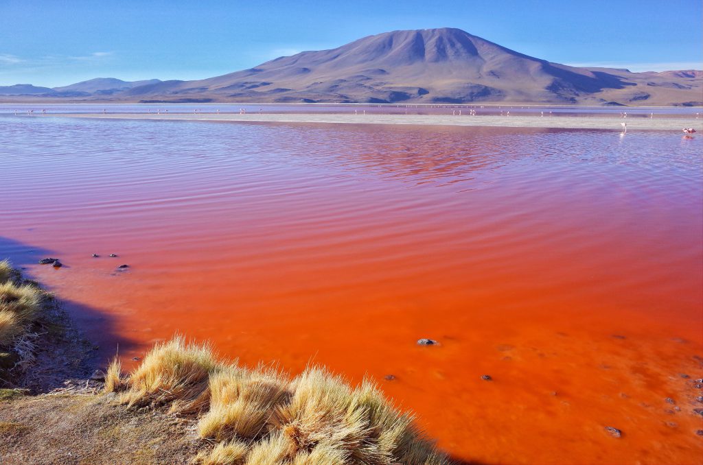 Laguna Colorado Salar de Uyuhni Visit Bolivia