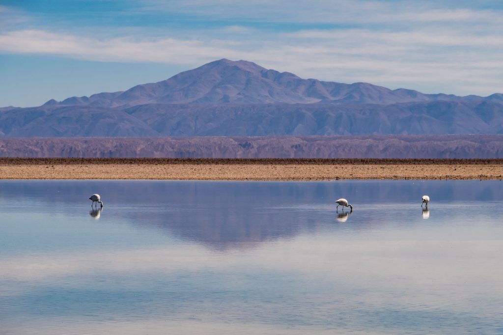 flamingos in san pedro de atacama travel guide