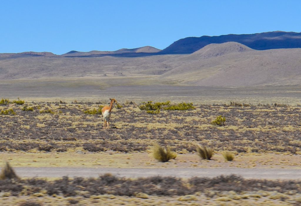 Homestay tours in the Colca Canyon - Vicuna.