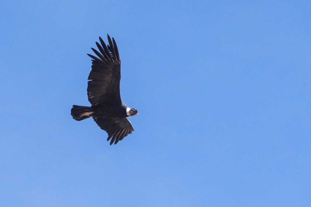 Colca Canyon trek - Andean condor in flight.