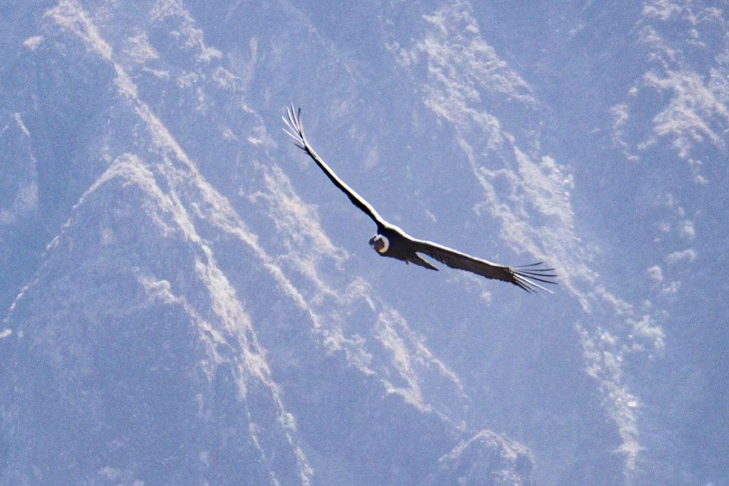 Colca Canyon trek - La Granja del Colca condor flying past.