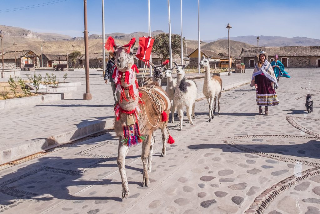 Homestay tours in Colca Canyon - Llamas walking through Sibayo.