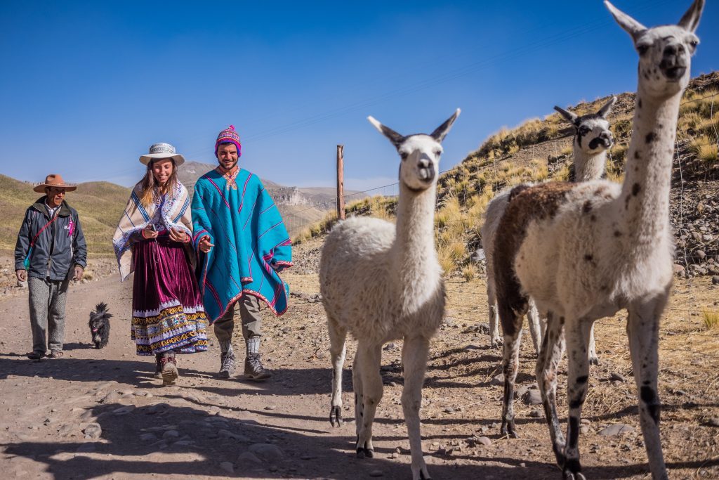 Homestay tours in Colca Canyon - Tourists walking with llamas.