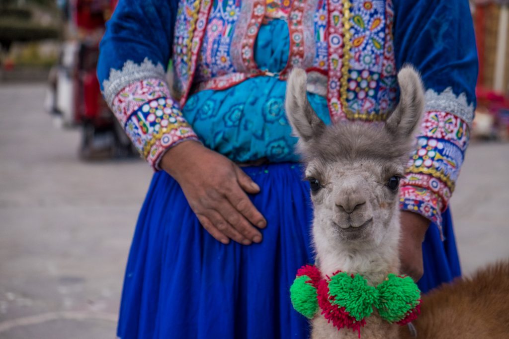 Homestay tours in Colca Canyon - Young llama. 