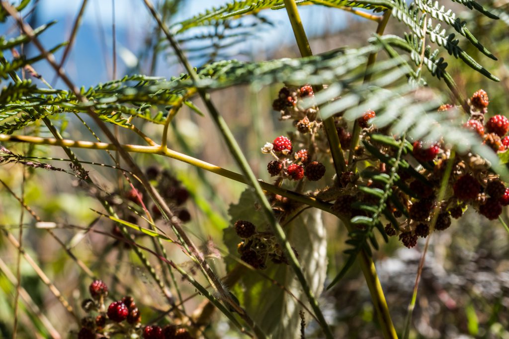 New Inca Trail to Machu Picchu, Carcel Trek - Wild berries on the trail.