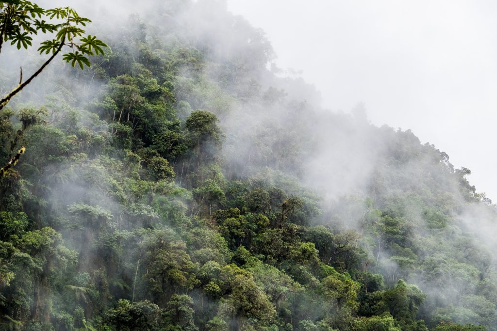 New Inca Trail to Machu Picchu, Carcel Trek - Misty cloud forest.