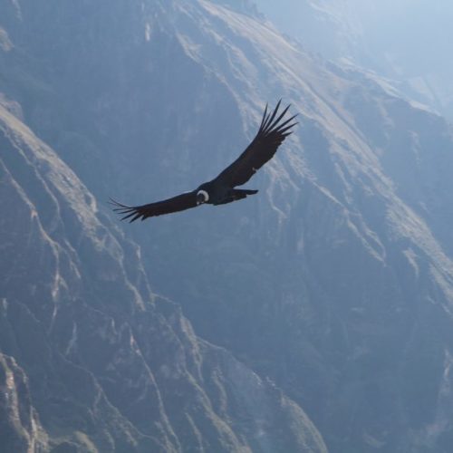 Colca canyon Trek