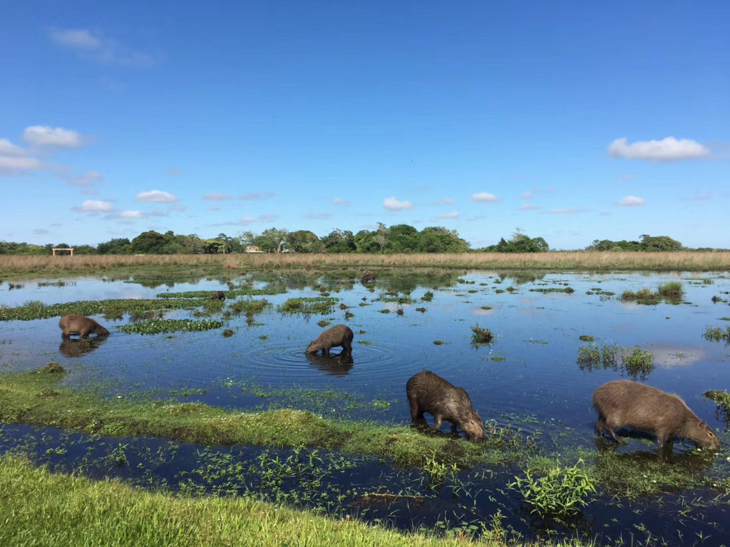 Esteros de Iberá Tours