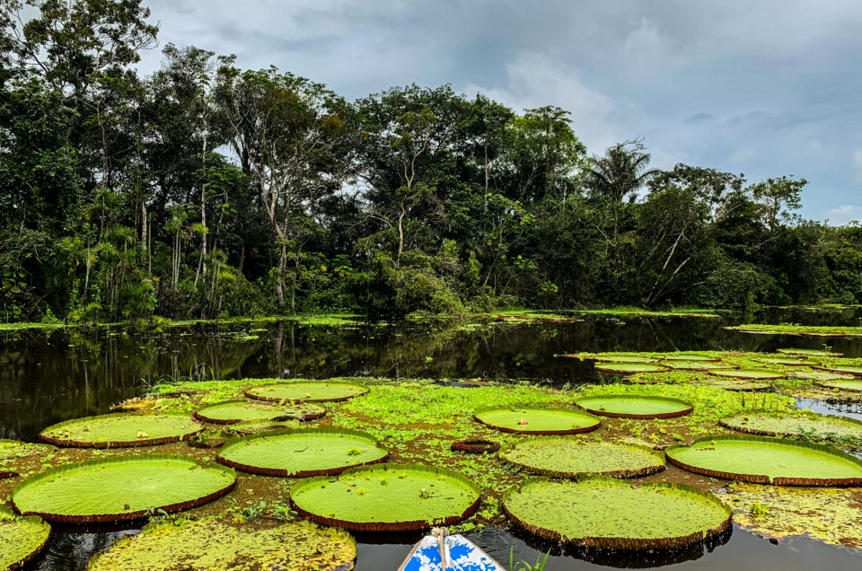 How to Explore the Amazon Tours from Peru: A Guide for the Modern Day Explorer