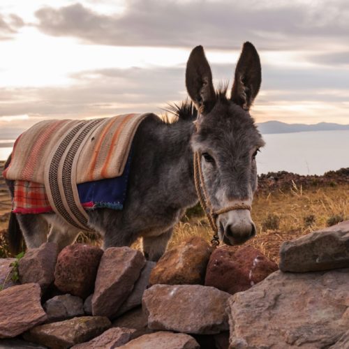 Local loge Lake titicaca