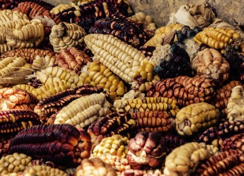 Vegetarian in Peru