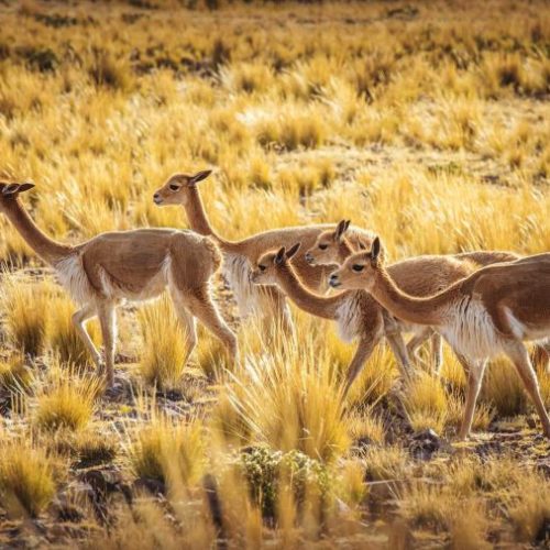 Colca Canyon Hike in Arequipa
