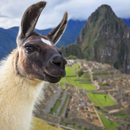 Machu Picchu with Llama in Cusco