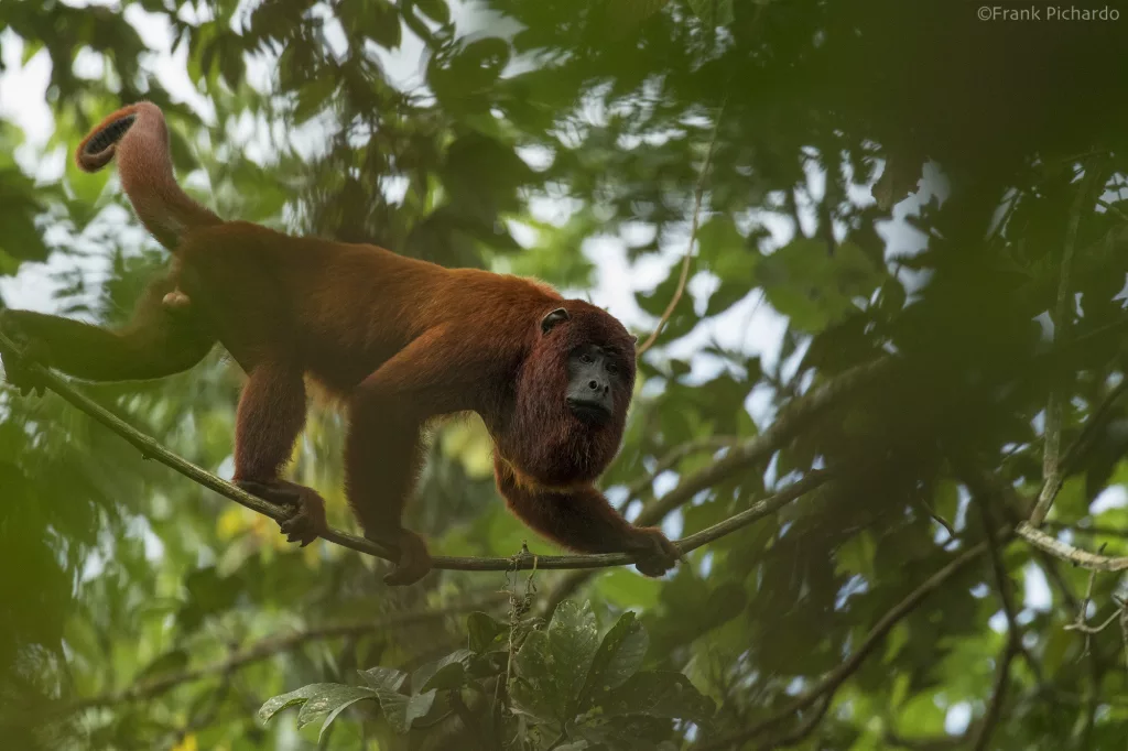 TRC Monkey Searh by Frank Pichardo 1 jpg