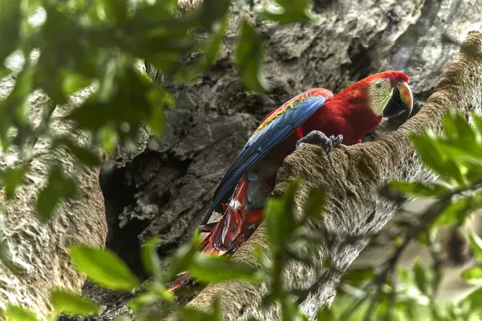 Reconnect with nature at Tambopata Research Center