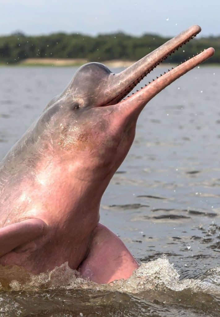 17DELFIN