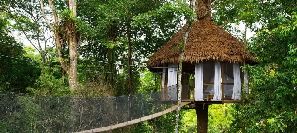 Treehouse10 1 Big 1
