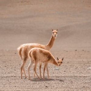 mauro lima 2ju6hickHo8 unsplash