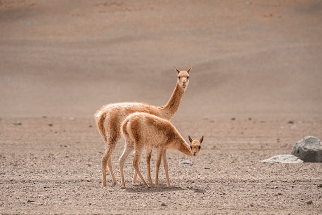 mauro lima 2ju6hickHo8 unsplash