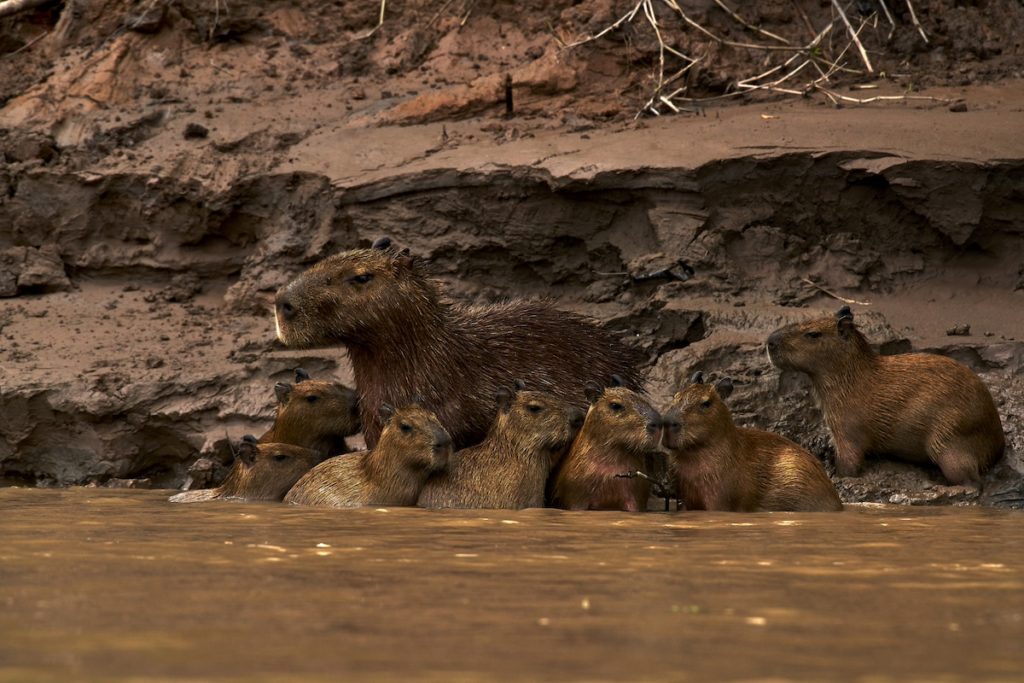 Amazon Trip in Peru Refugio Amazonas 1