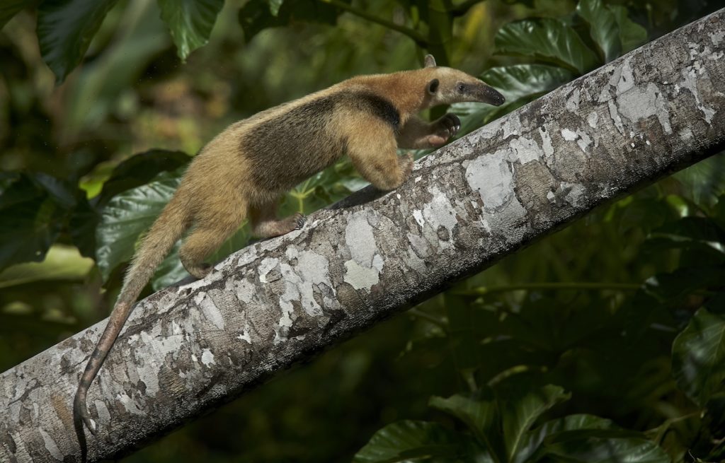 Anteater by Paul Bertner