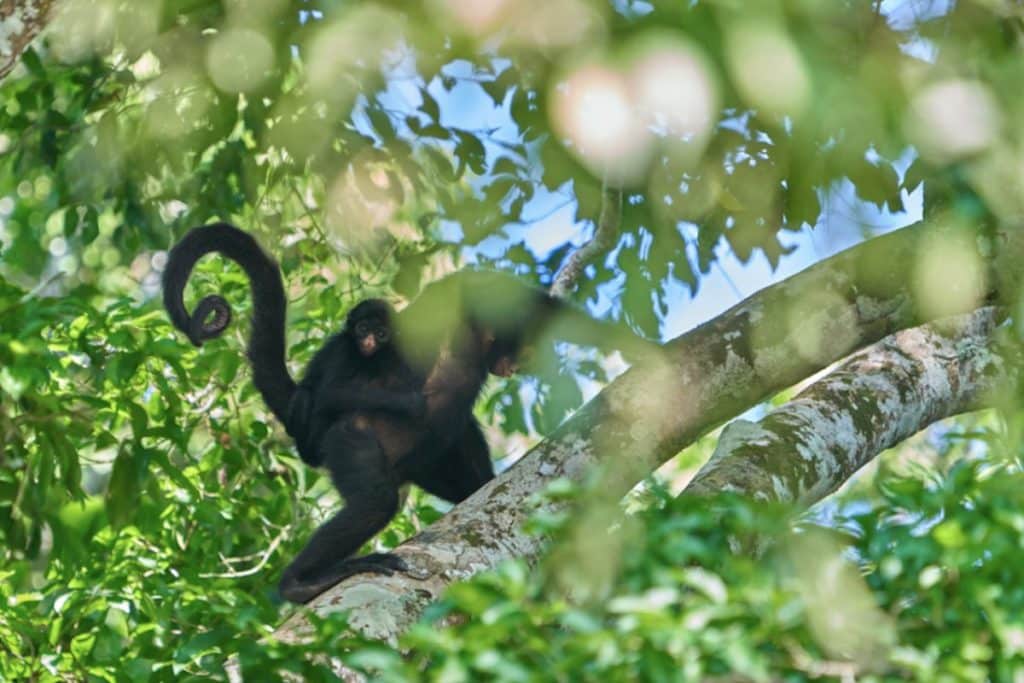 Baby spider monkey on the back of the mother by Paul Bertner