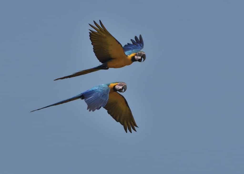 Best blue n yellow by Carl Safina