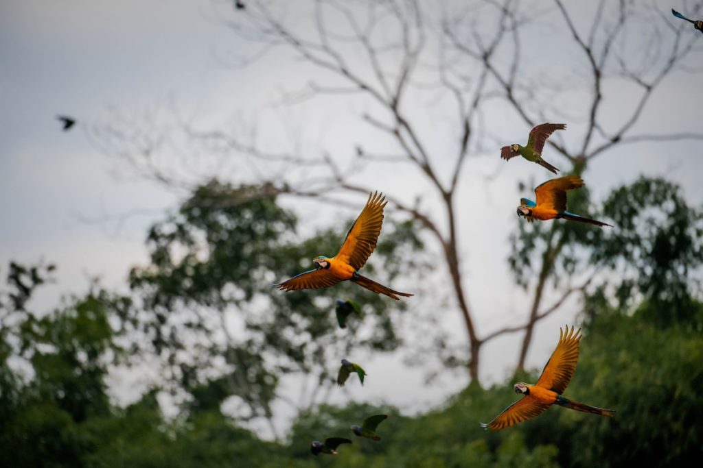 Blue and Yellow macaws flying at colorado clay lick by Eduardo fLORES