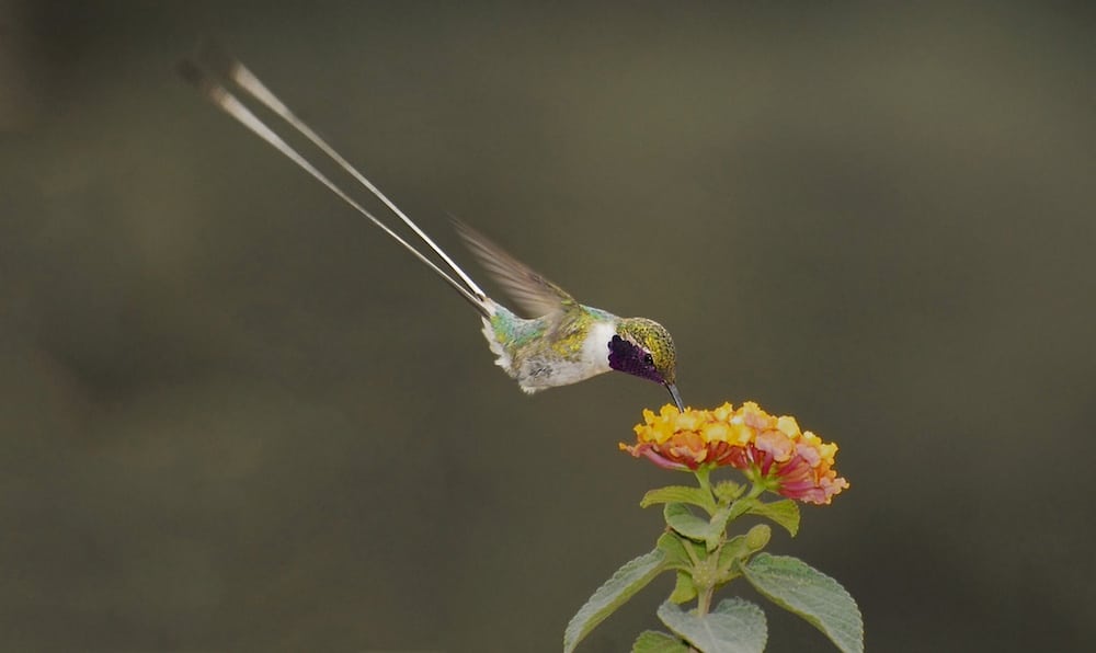 Copia de Colibri de cora Peruvian sheartail Thaumastura cora