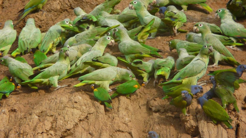 Posada Amazonas Parrot Claylick