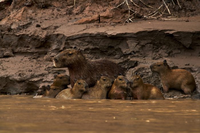 4-Day Refugio Amazonas  -Your Amazon Trip in Peru