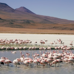 mikhail mokrushin l8eNkXOD95M unsplash