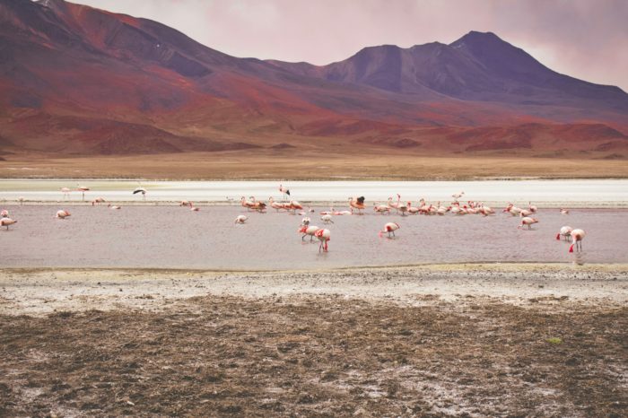 3-Day Atacama to Uyuni Adventure: A Journey Across Salt Flats-SHARED SERVICE & COMFORT