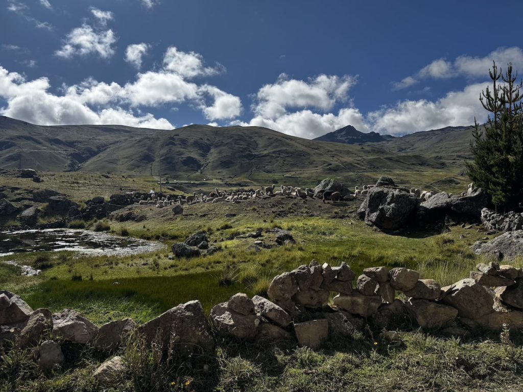 IMG 9390 1